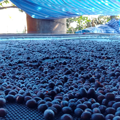 Coffee drying on beds at Karen Farm