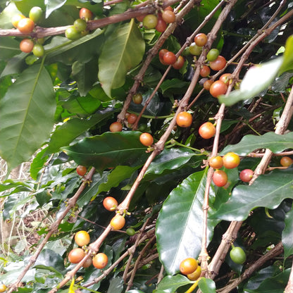 Yellow Typica and Yellow Bourbon at Karen Farm