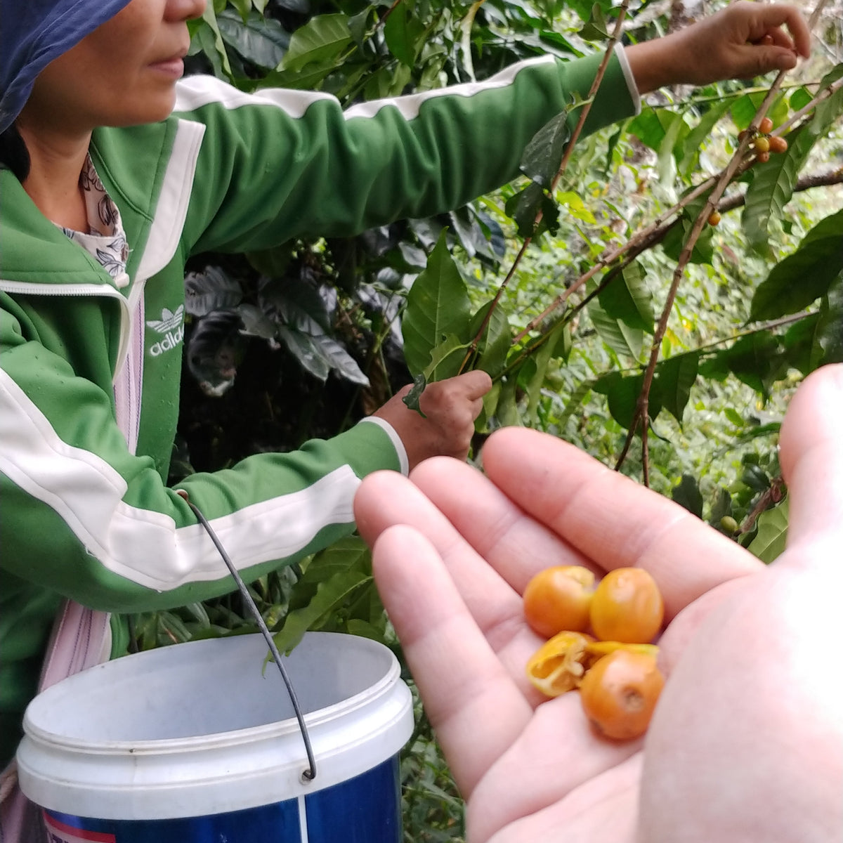 Yellow Typica and Yellow Bourbon at Karen Farm