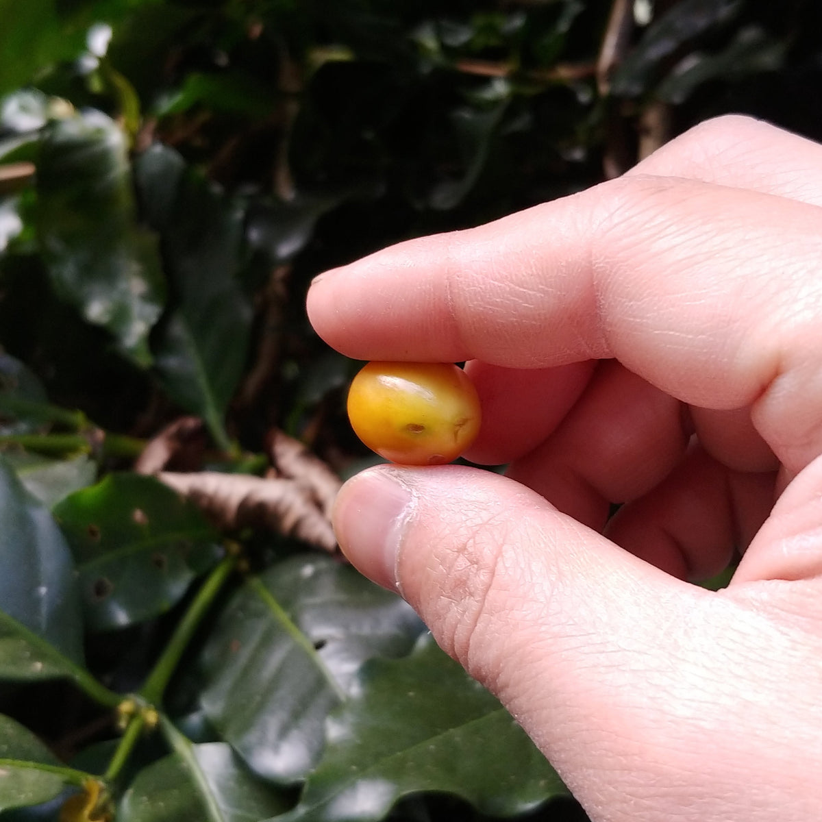 Yellow Typica and Yellow Bourbon at Karen Farm