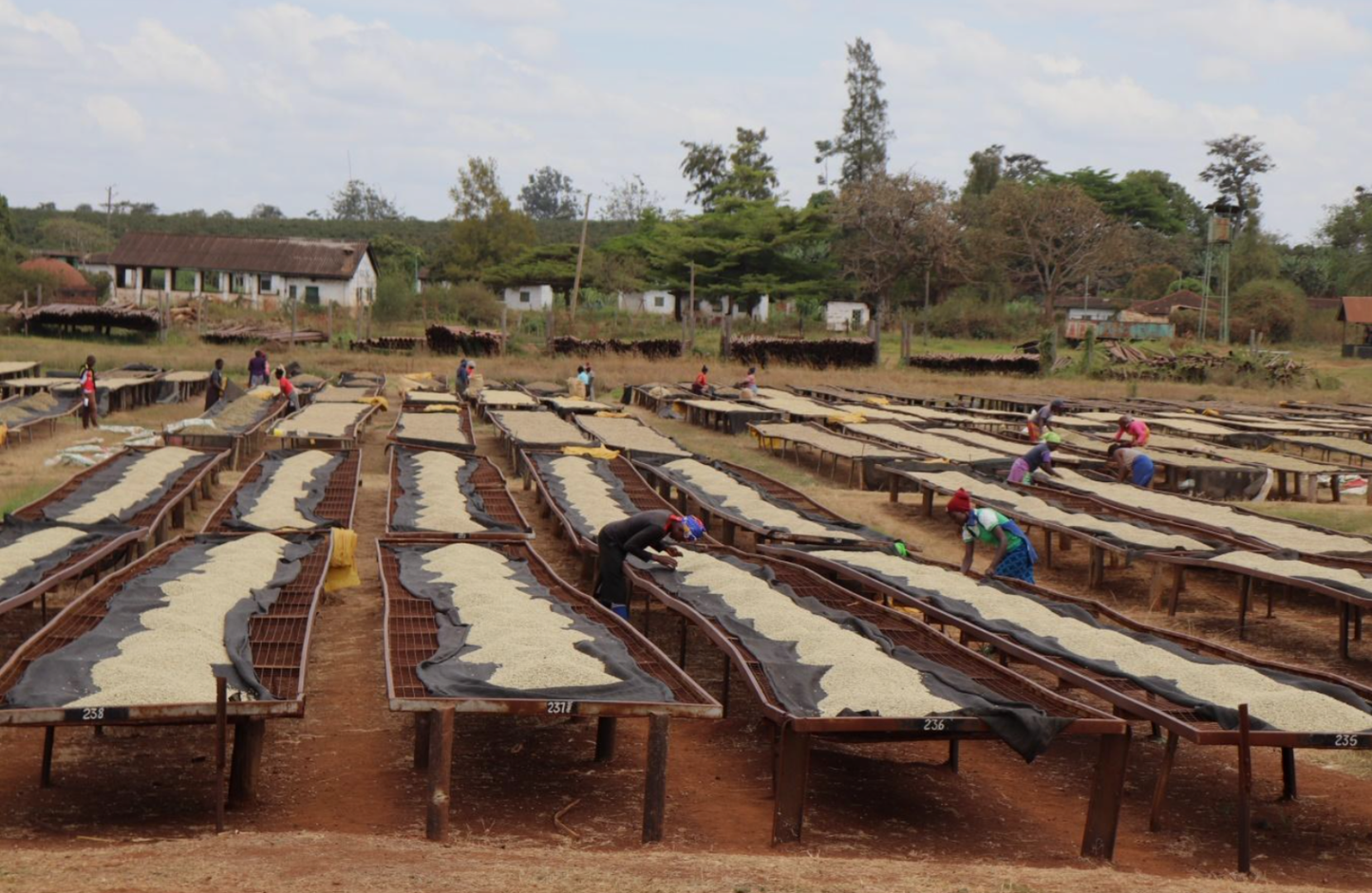 Kenya - Mchana Estate | Natural