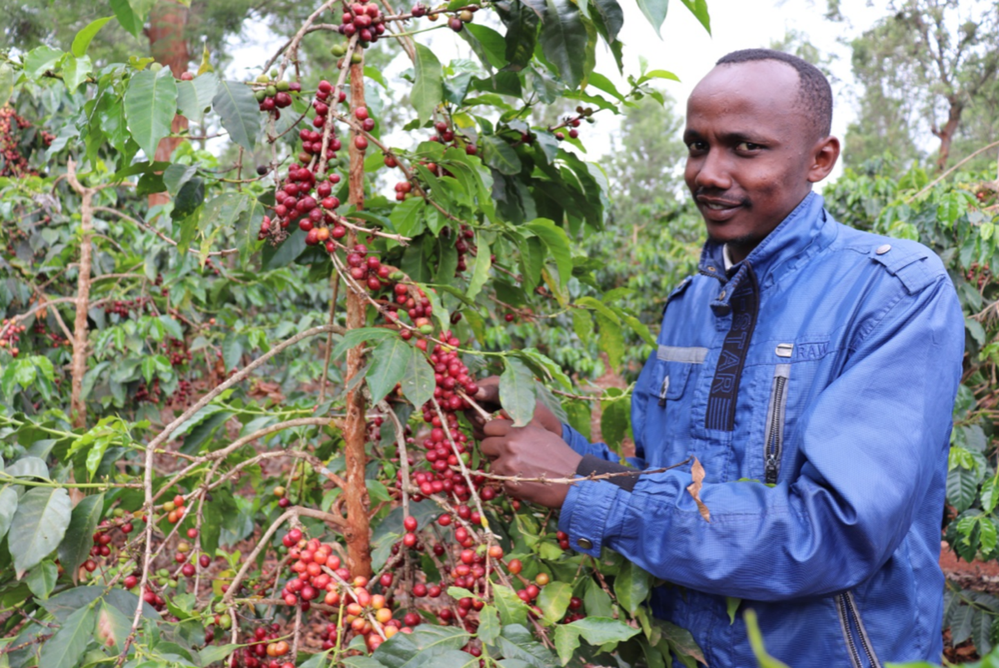 Kenya - Ruera Estate | Natural