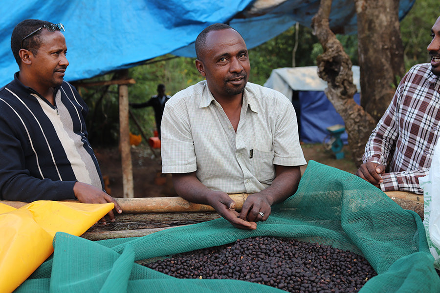 Ethiopia - Mustefa Abakeno Gera | Washed