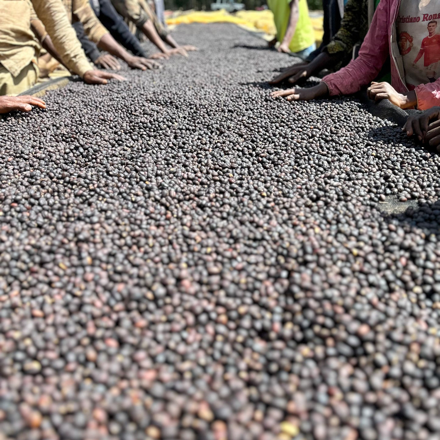 Ethiopia - Nguisse Nare Murago Lot 1 | Natural