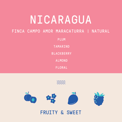 Nicaragua - Campo Amor Maracaturra | Natural