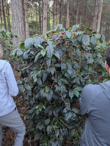 Guatemala - La Serrania Geisha | Natural