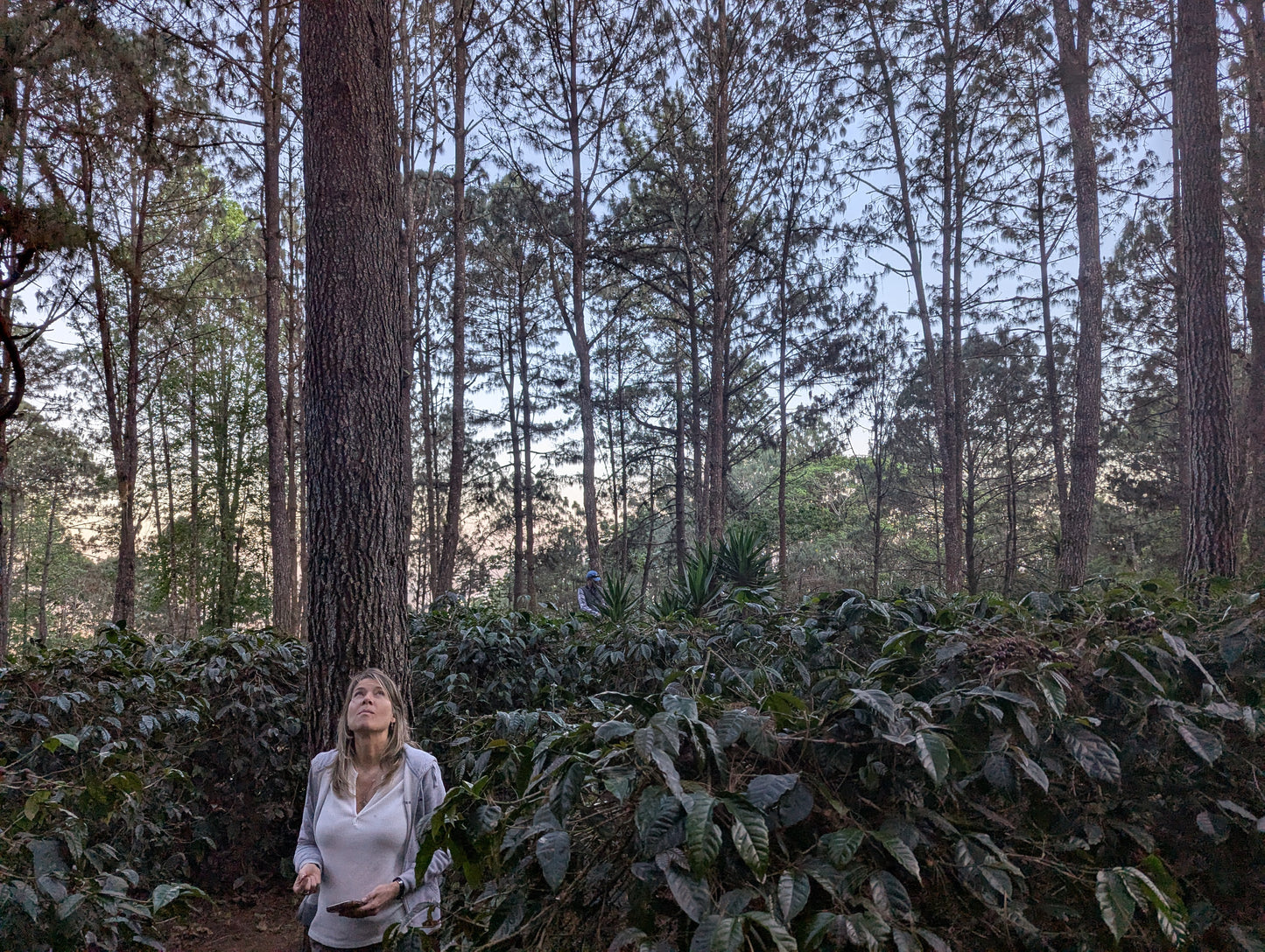 Guatemala - La Serrania Geisha | Natural
