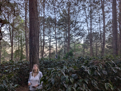 Guatemala - La Serrania Geisha | Natural