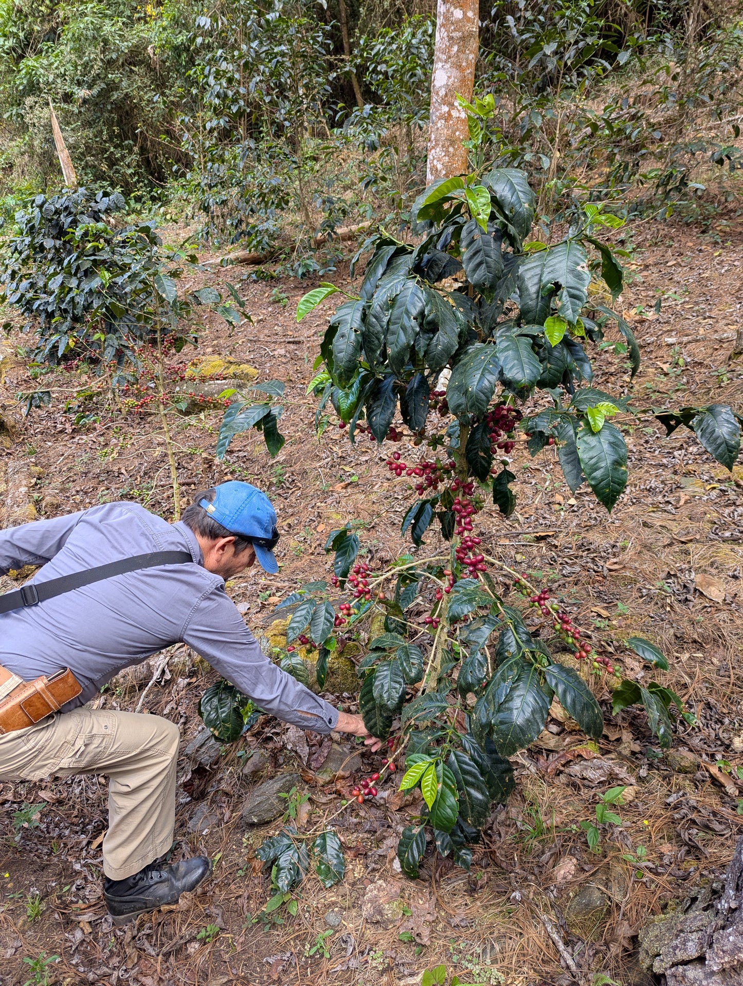 Guatemala - La Serrania Geisha | Natural