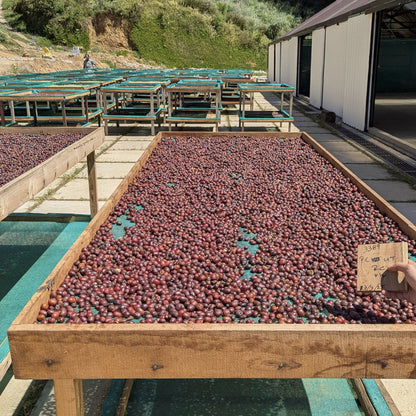 Panama - Silvia Marina Lot 3121-T2 | Geisha Washed - 100g