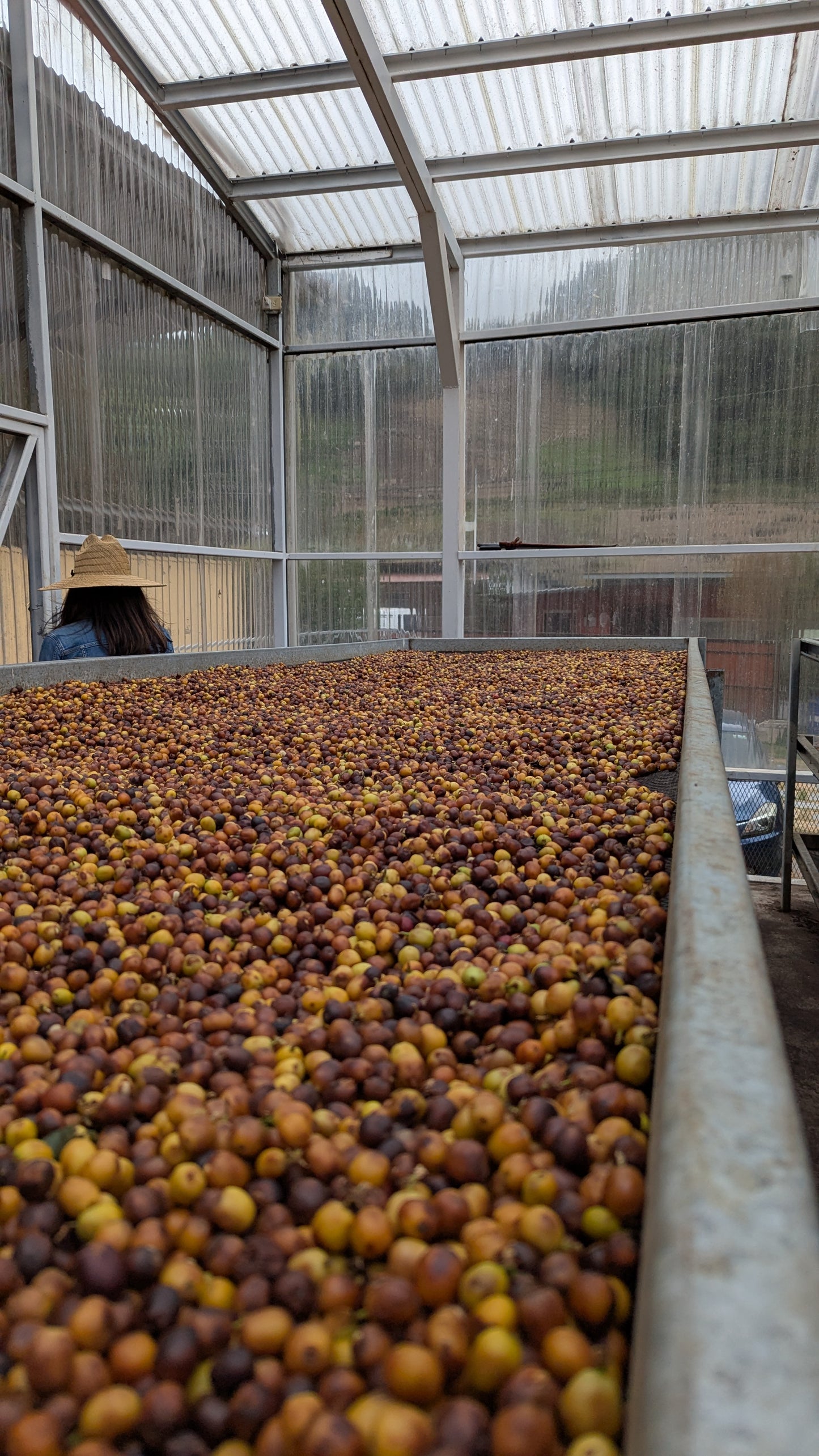 Panama - Bambito Estate Red Bourbon | Natural