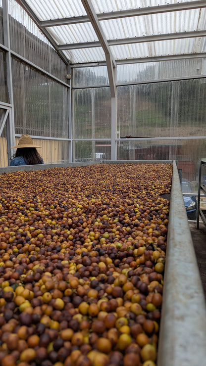 Panama - Bambito Estate Red Bourbon | Natural