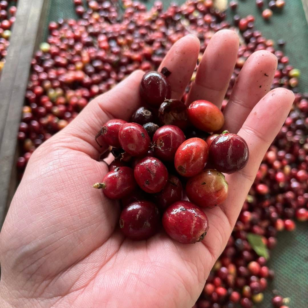 A hand holding coffee cherries at Palore Coffee