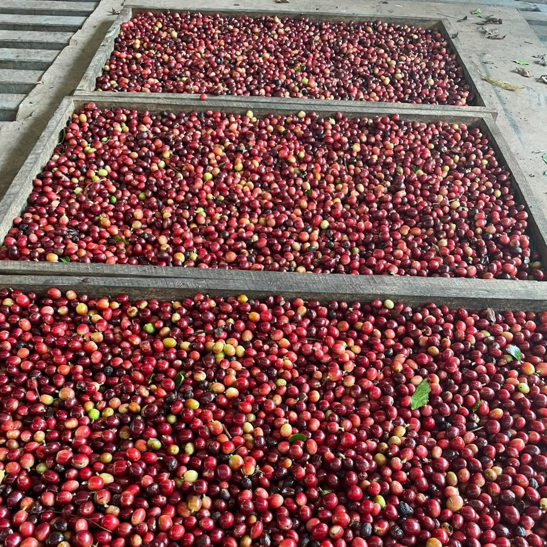 Coffee cherries at Palore Coffee