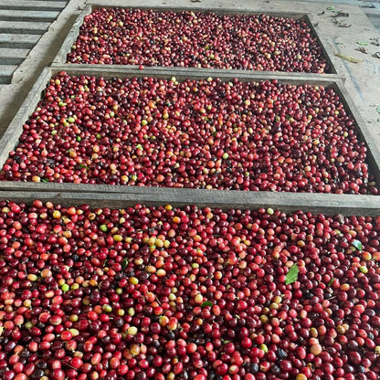 Coffee cherries at Palore Coffee