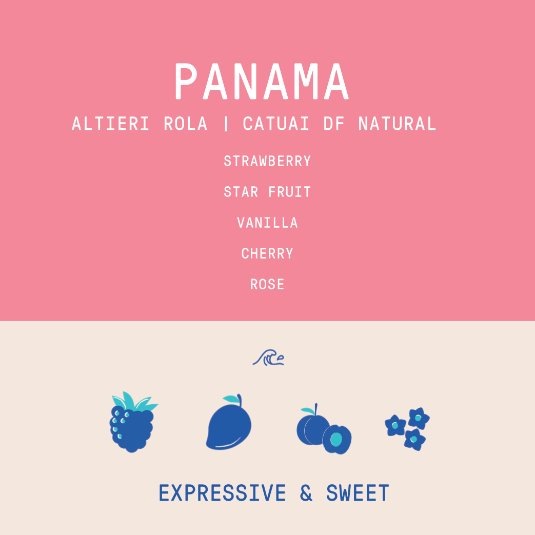 Panama - Altieri Rola Catuai | Natural