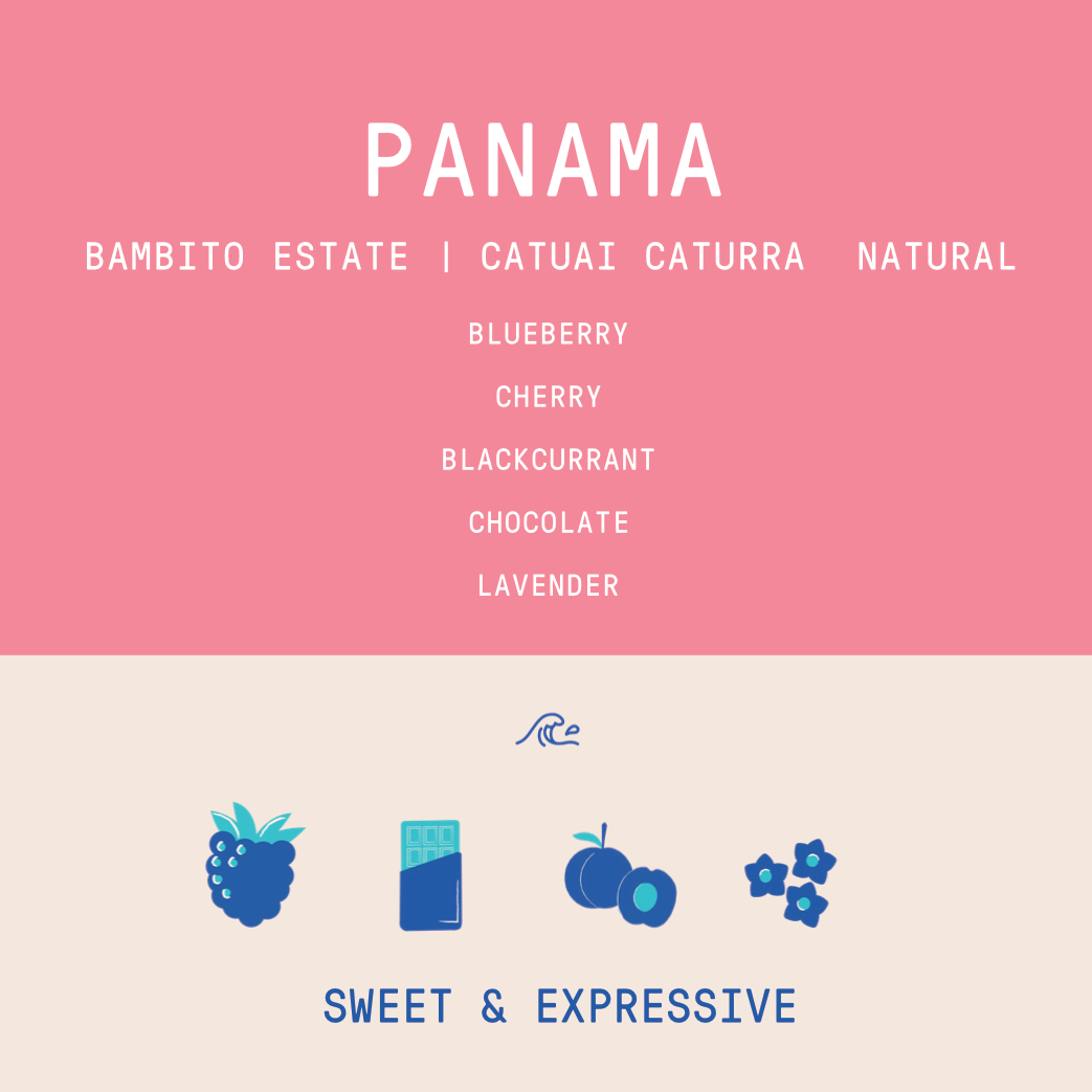 Panama - Bambito Estate Caturra Catuai | Anaerobic Natural
