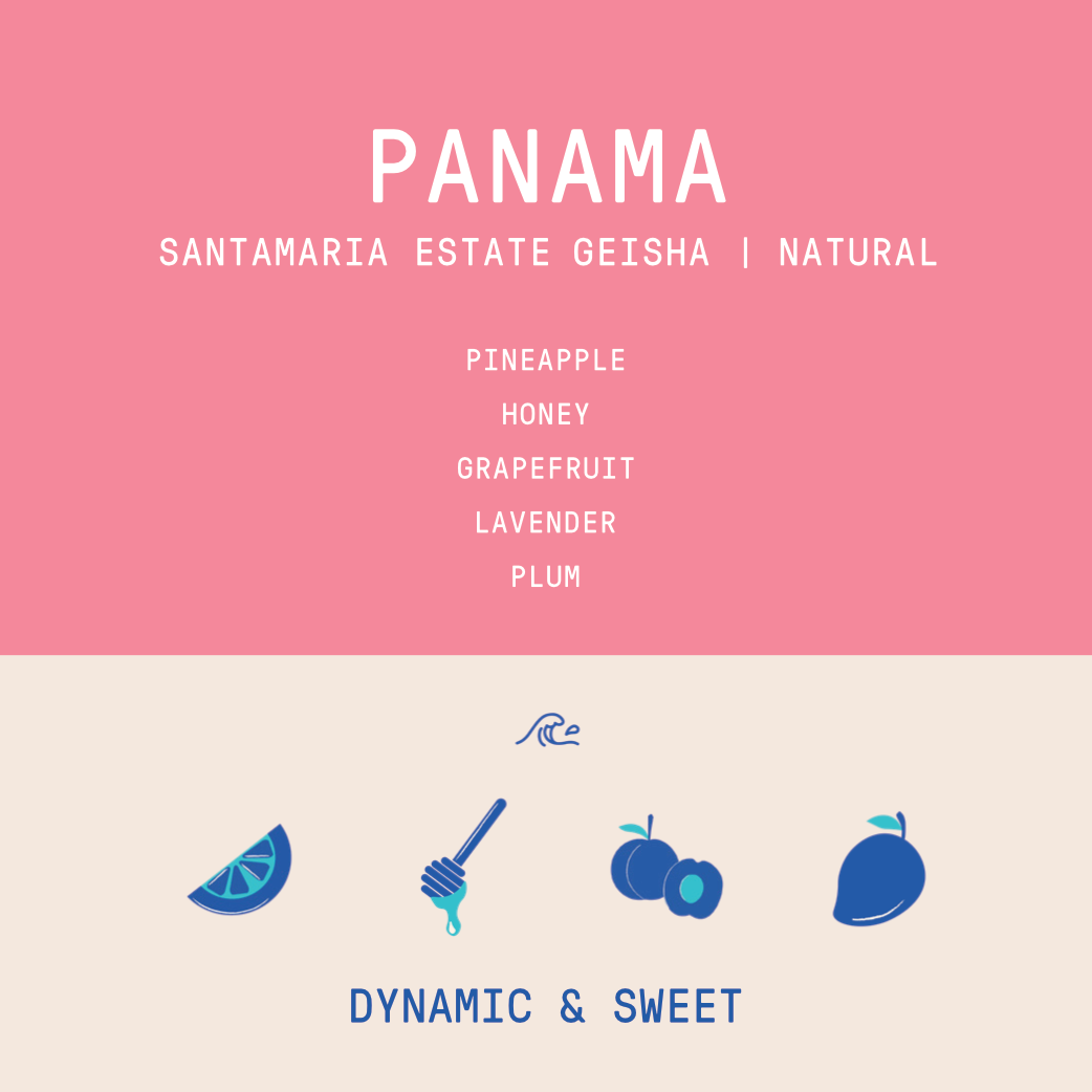 Panama - Santamaria Estate Geisha | Natural - 100g