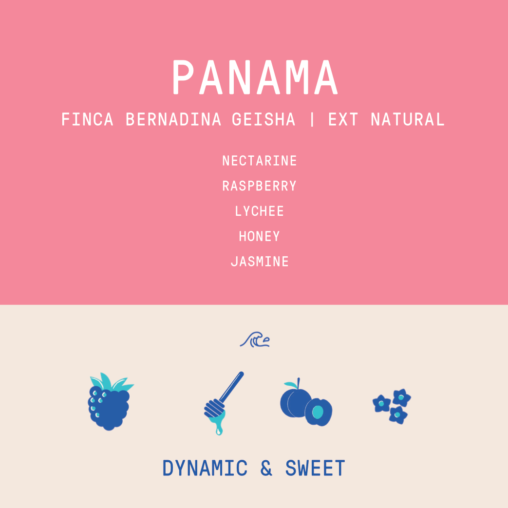 Panama - Finca Bernardina Geisha Lot 1555  | Natural Extended Fermentation- 100g