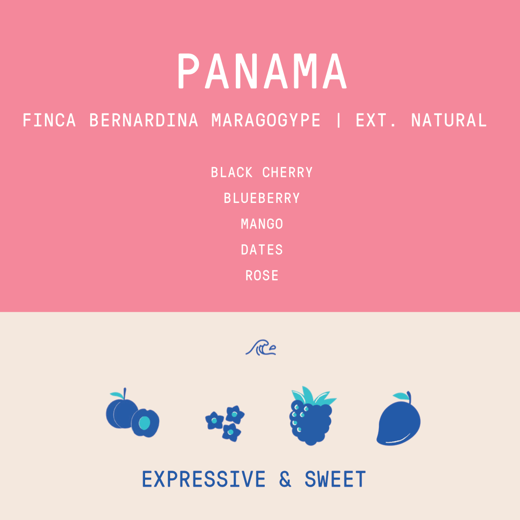 Panama - Finca Bernardina Maragogype Lot 870 | Extended Fermentation Natural