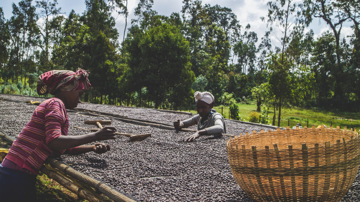 Ethiopia - Qabballe Raro Nensebo | Natural
