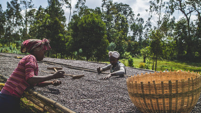 Ethiopia - Qabballe Raro Nensebo | Natural