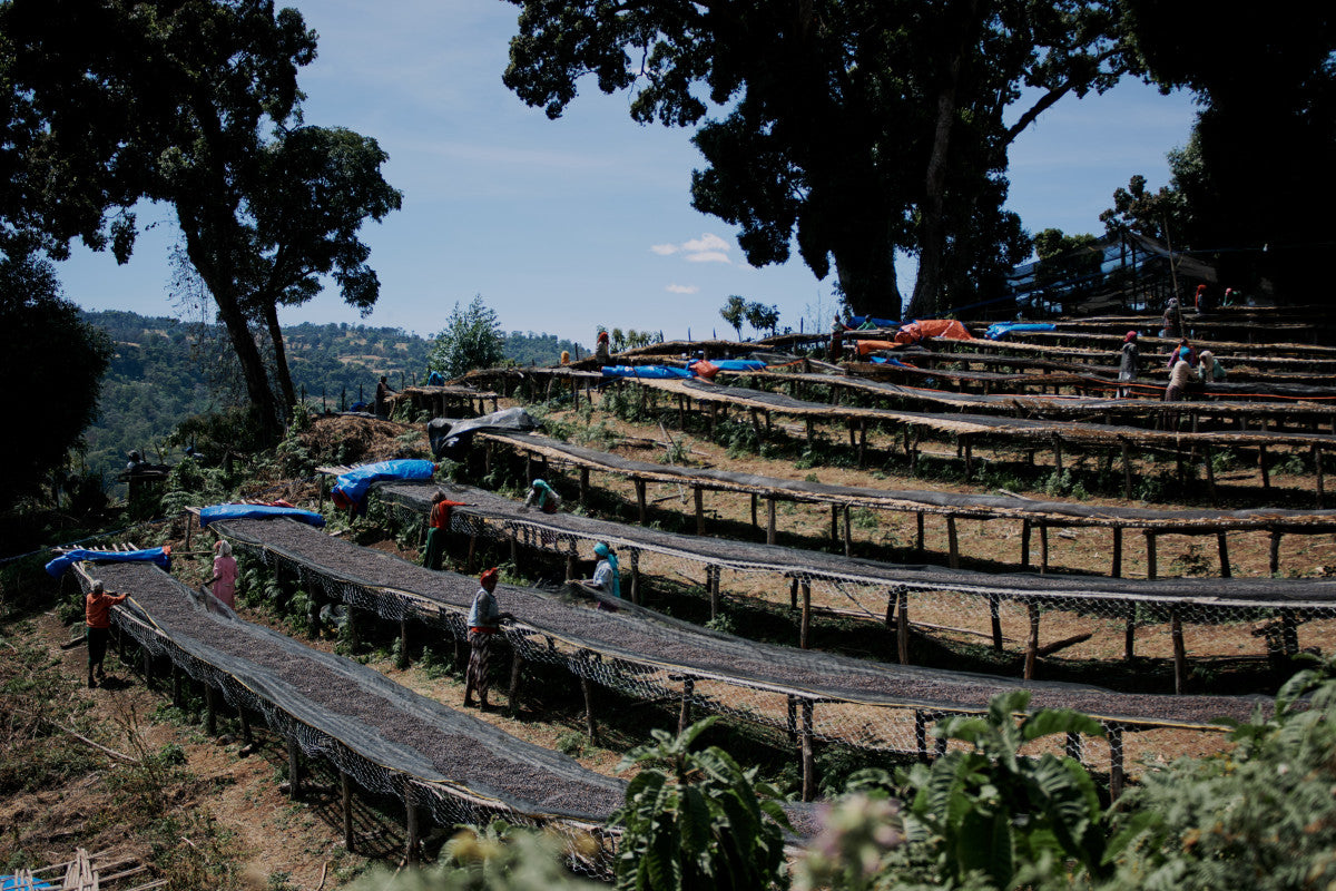 Ethiopia - Qabballe Raro Nensebo | Natural