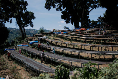 Ethiopia - Qabballe Raro Nensebo | Natural