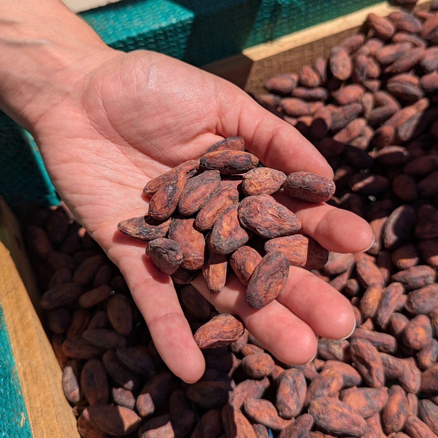 Panama - Kotowa Duncan Estate Ethiopian Heirloom | Natural