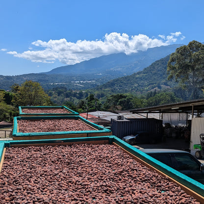 Panama - Kotowa Duncan Estate Ethiopian Heirloom | Natural