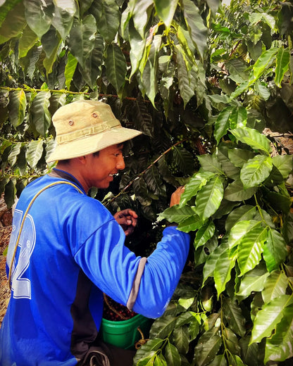 Bolivia - Taypiplaya Community lot | Washed