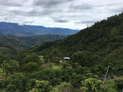 Colombia - Huila Regional Decaf