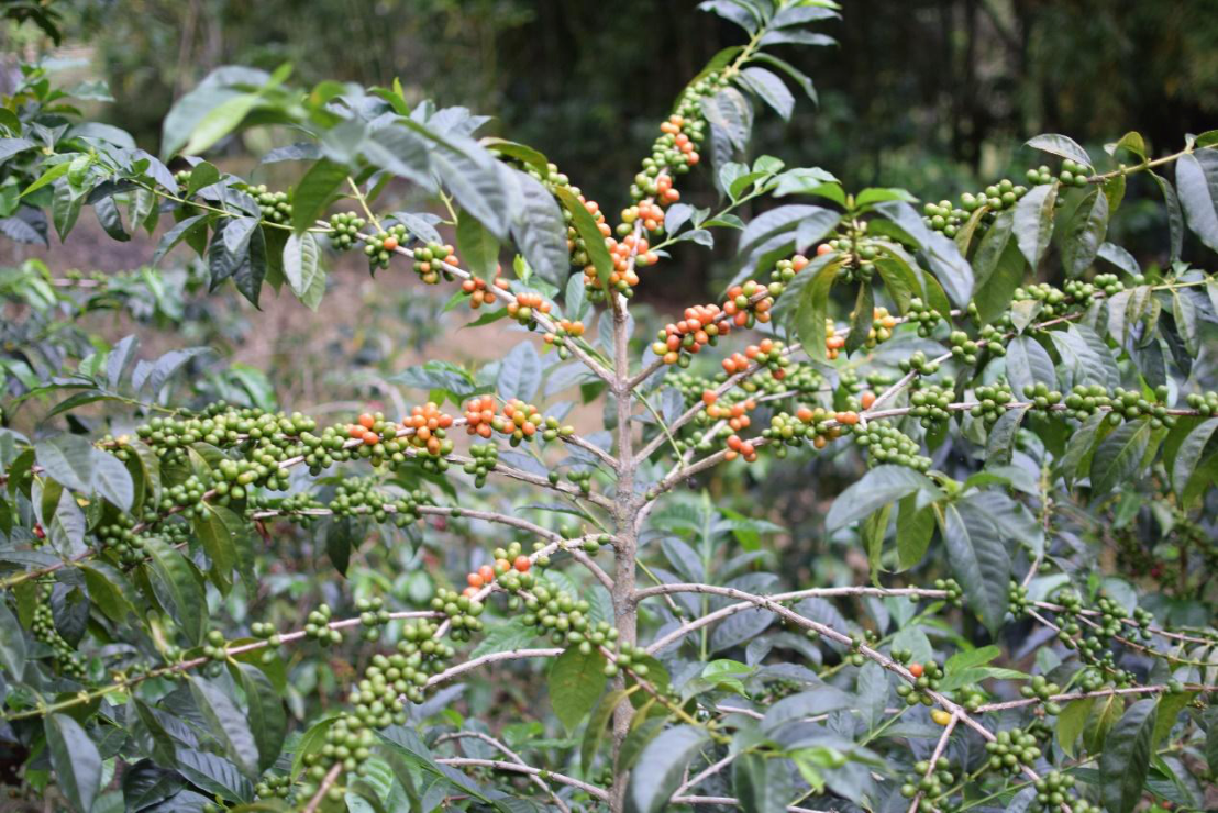 Colombia - Monteverde | Wush Wush Yeast Anaerobic Natural - Archived