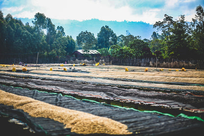 Ethiopia - Udesa Fora Station | Washed