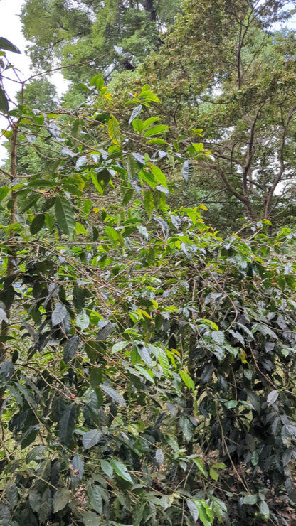 Panama - Santamaria Estate Geisha | Natural - 100g