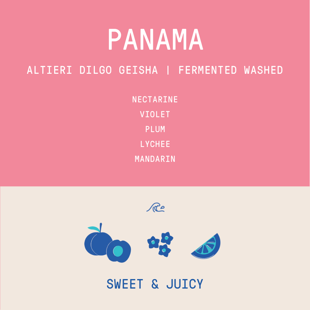 Panama - Altieri DILGO Geisha | Fermented Washed - 100g