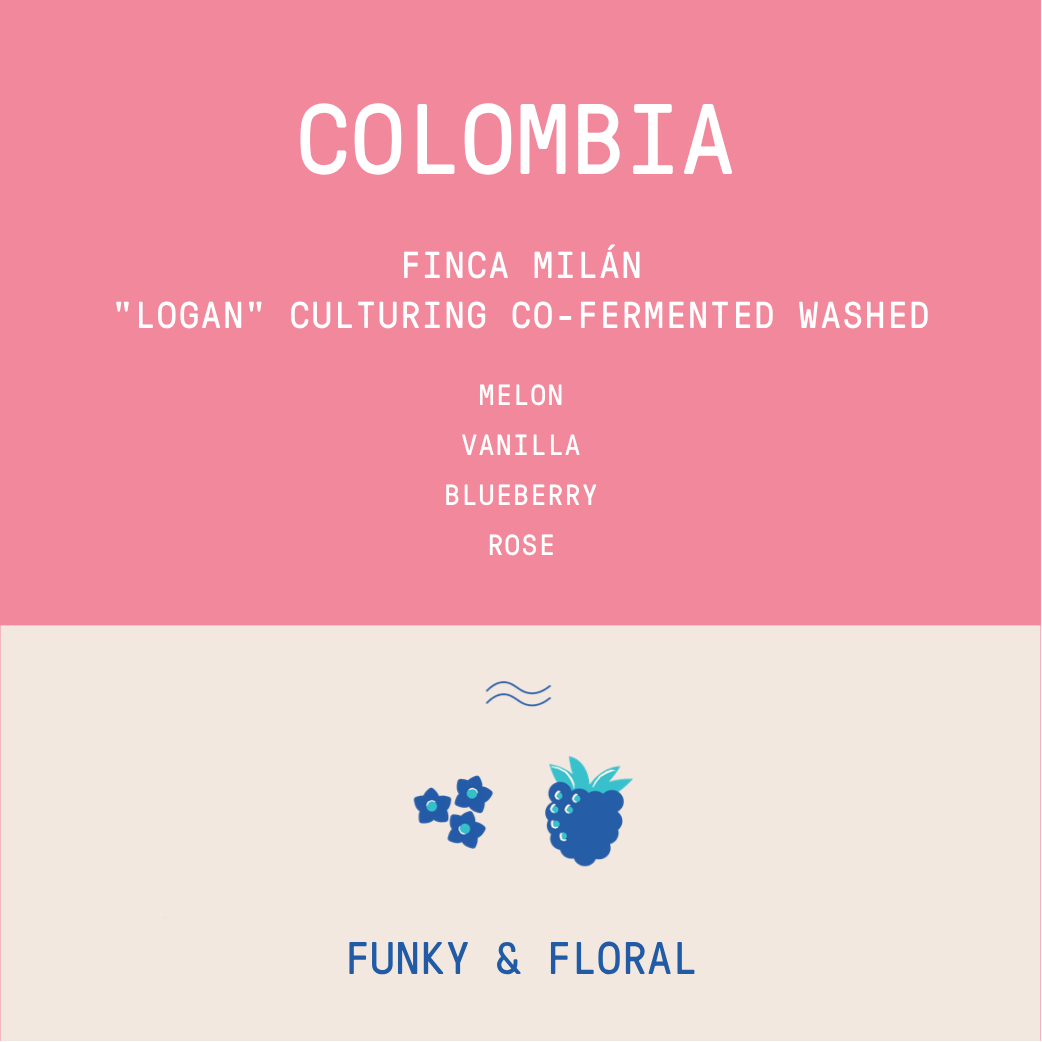 Colombia - Finca Milán | "Logan" Culturing Co-Fermented Washed