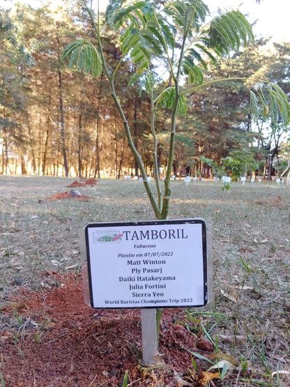 Brazil - Daterra Full Bloom - Tree-Dried Natural (2026)
